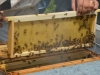 un-cadre-pour-recolter-le-miel